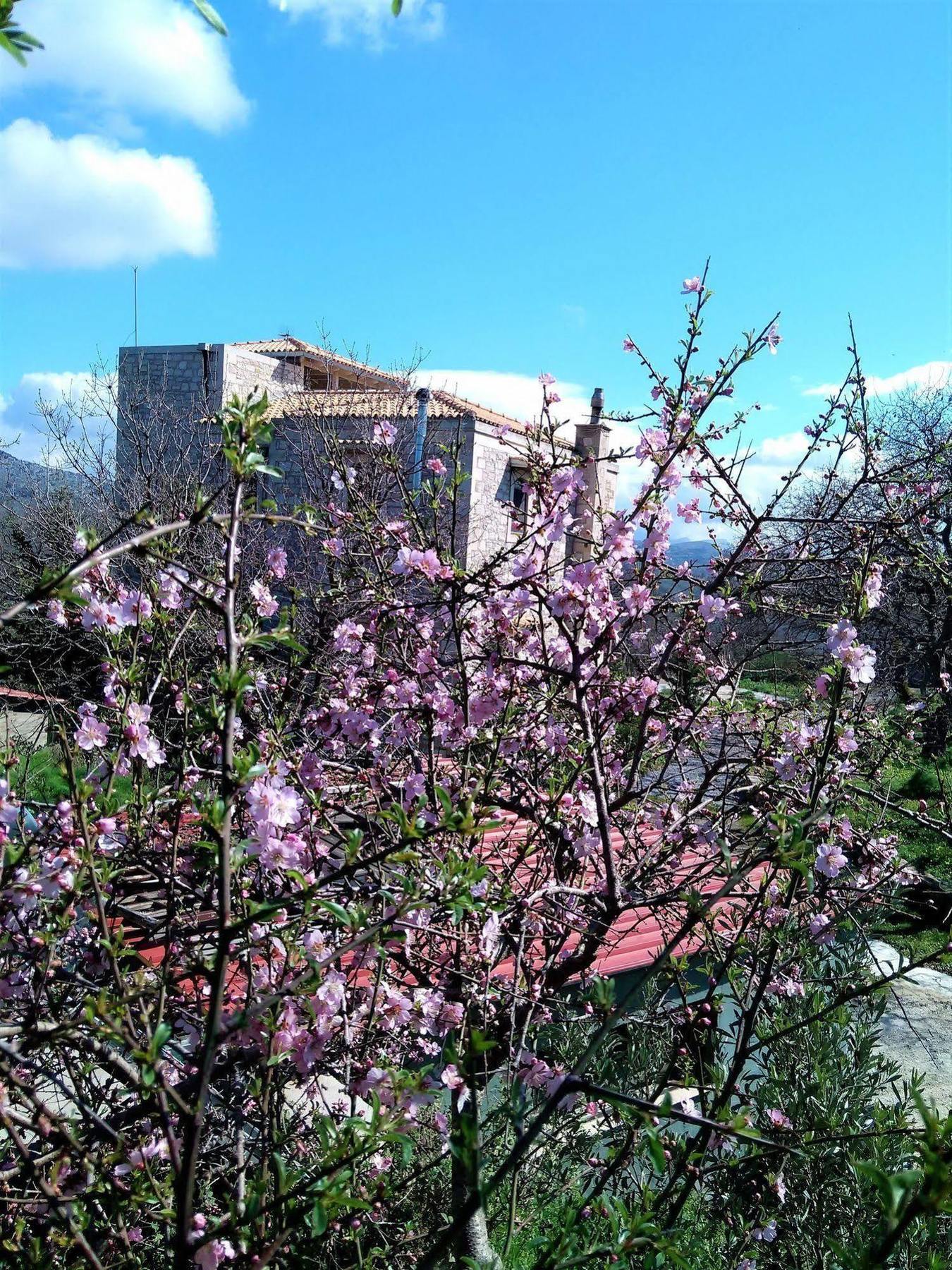 Villa Ermis - The Cretan Castello Kástellos Buitenkant foto